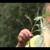 Beifuss – Kräuter und Pflanzenkunde