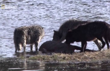 Das Geheimnis des schwarzen Wolfs