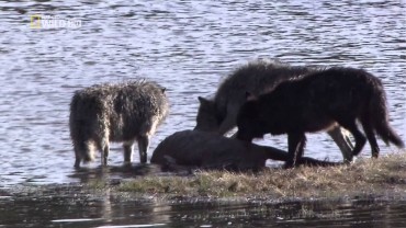 Das Geheimnis des schwarzen Wolfs