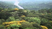 Der Regenwald – Der letzte Schatz