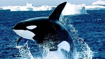 Die Orcas der Antarktis – Doku