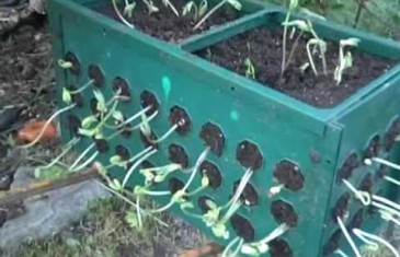 Garden in a Box!