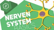 Grundbegriffe des Nervensystems