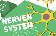 Grundbegriffe des Nervensystems