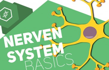 Grundbegriffe des Nervensystems