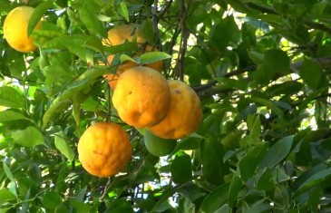 How to make a Food Forest Suburb Trailer