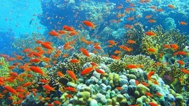 Korallenriffe – Die Regenwälder der Meere – Doku