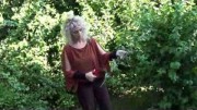 Kräuterlehrgang: Das Wildkraut Beifuß – Artemisia vulgaris