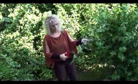Kräuterlehrgang: Das Wildkraut Beifuß – Artemisia vulgaris