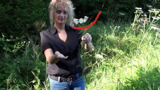 Kräuterlehrgang: Die Schafgarbe – Achillea millefolium