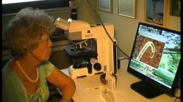 Morgellons in Deutschland – Parasiten im Blut