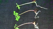 Moringa oleifera Keimlinge und Sprossen