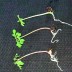 Moringa oleifera Keimlinge und Sprossen