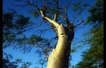 Moringa Oleifera Tree