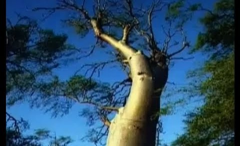 Moringa Oleifera Tree