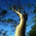 Moringa Oleifera Tree