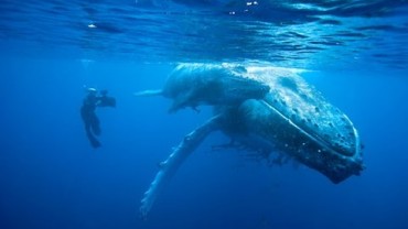 Ocean Giants – Doku