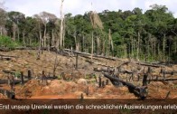 Regenwald Projekt 2013