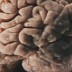 Synaptische Plastizität – wie Synapsen funken