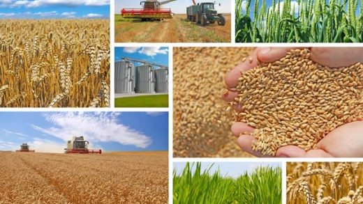 cat_lebensmittelindustrie