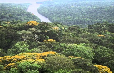 Der Regenwald – Der letzte Schatz
