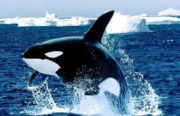 Die Orcas der Antarktis – Doku