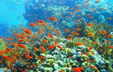 Korallenriffe – Die Regenwälder der Meere – Doku